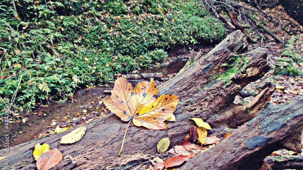 Fototapeta premium maple leaf