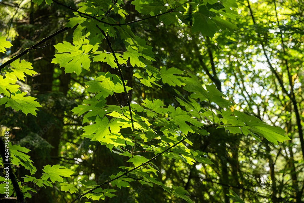 Bright green maple leaves lighted up with sun light Bright green maple leaves lighted up with sun light