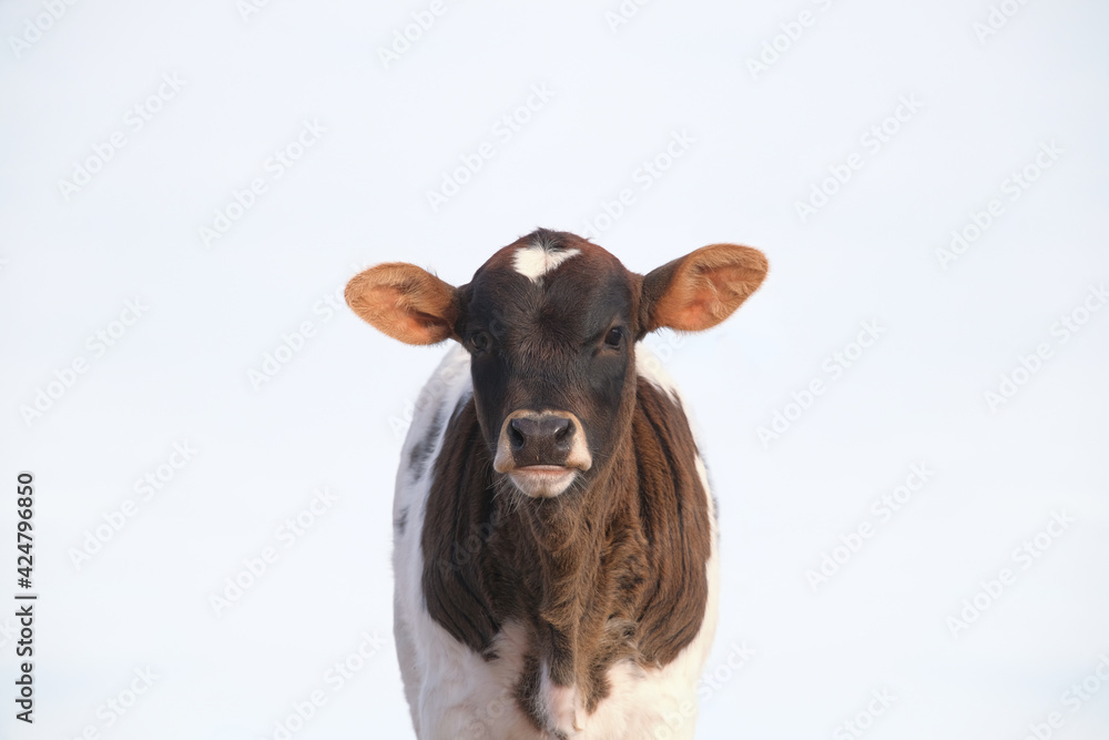 Beef calf portrait looking at camera close up, isolated on background.