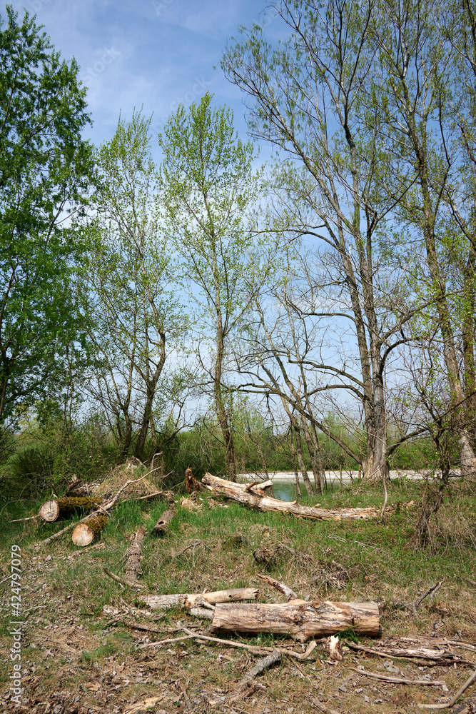 Fototapeta premium fiume oglio