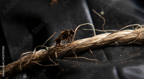 bee walking