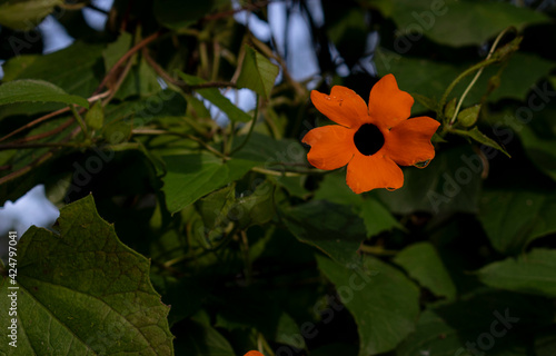 sunflower in the golden hour