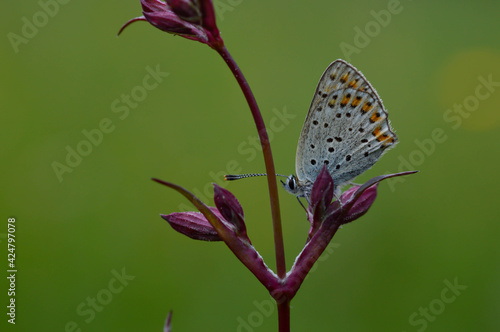 Small butterfly on a red campion flower in nature