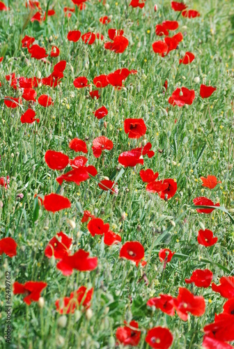 Red Floral Poppies in Field 