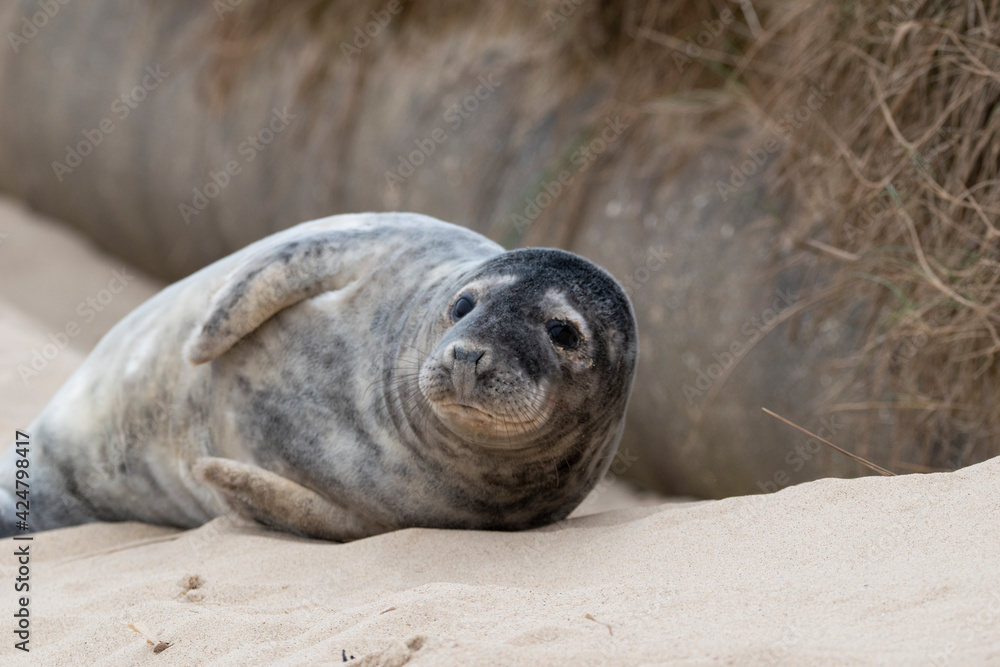 Obraz premium Adorable grey seal pup on the beach at Horsey Gap, Norfolk, during spring/winter 2021