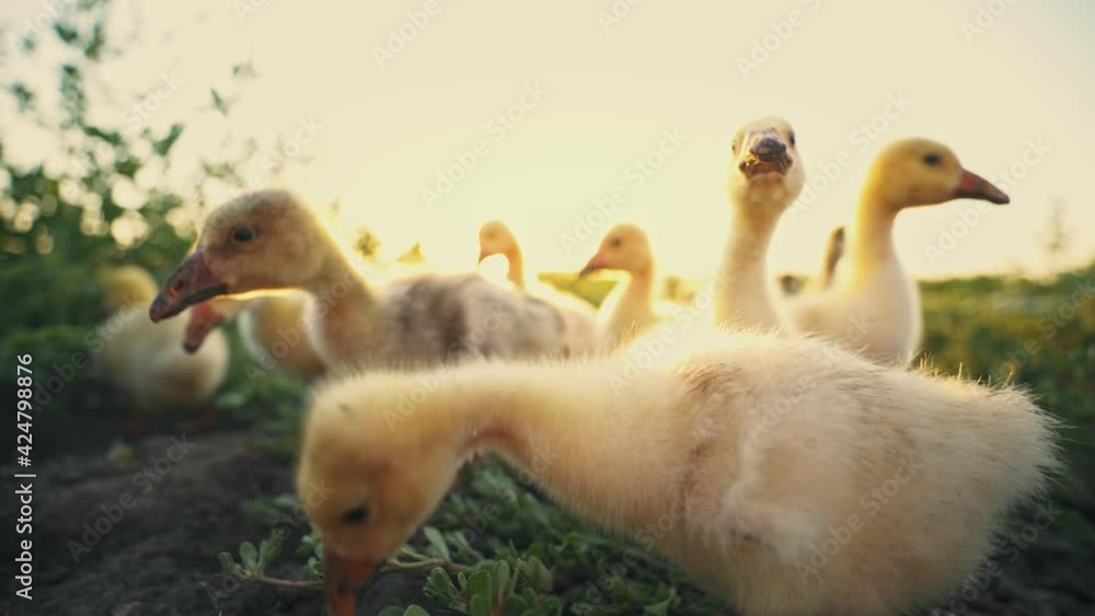 Goslings nibble the grass on the green lawn. Poultry in the backyard. Cubs of geese in the pasture in the rays of the rising sun. Poultry keeping. Goose breeding farm. Farming.	
