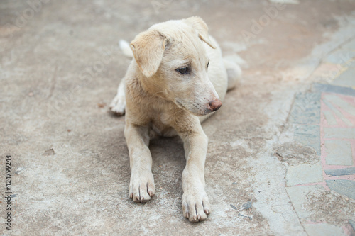 Cute Indian Street Dog - White Puppy 