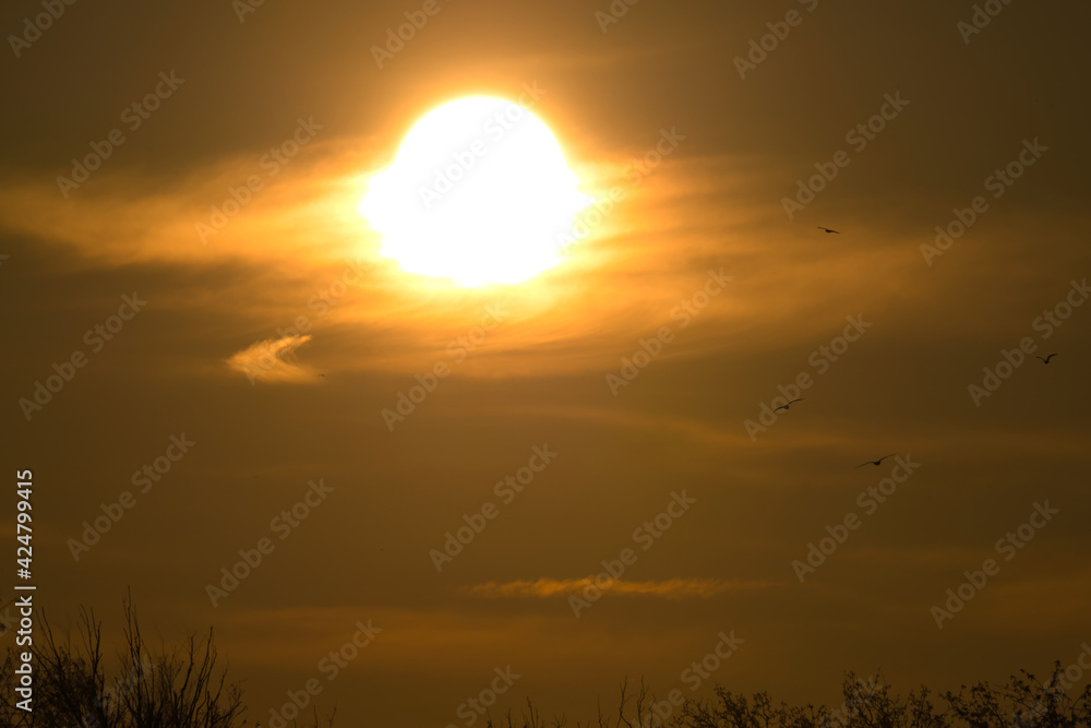 laughing gulls at sunrise in the nature reserve