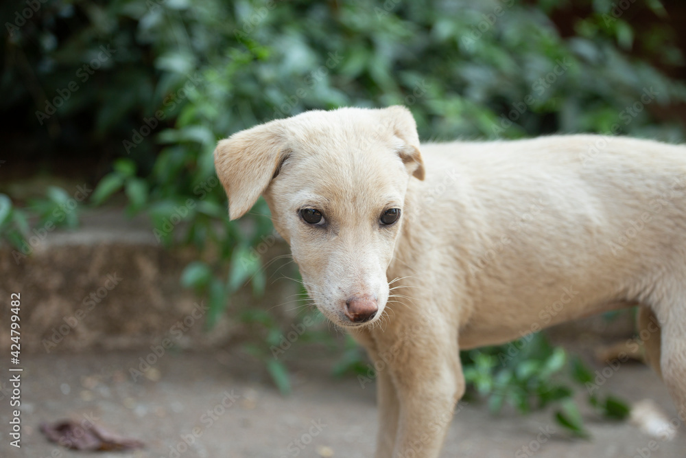 Fototapeta premium Cute Indian Street Dog - Cute Puppy Friend