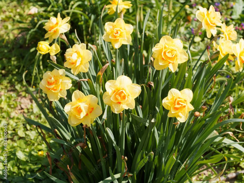 (Narcissus) Narcisse ou jonquille à fleurs doubles à floraison décorative bicolore, jaune or au coeur orange foncé ou vermillon sur de hautes tiges linéaires vert moyen (Narcissus) Narcisse ou jonquille à fleurs doubles à floraison décorative bicolore, jaune or au coeur orange foncé ou vermillon sur de hautes tiges linéaires vert moyen