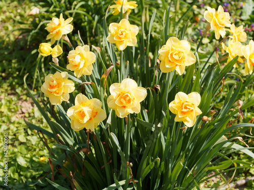 Wallpaper Mural (Narcissus) Narcisse ou jonquille à fleurs doubles à floraison décorative bicolore, jaune or au coeur orange foncé ou vermillon sur de hautes tiges linéaires vert moyen Torontodigital.ca