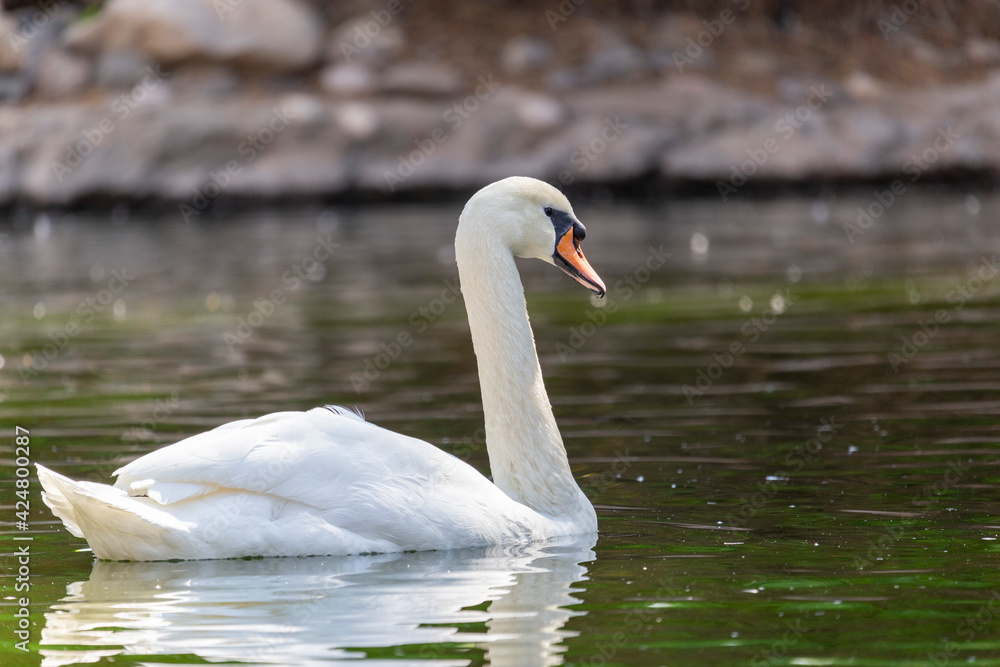 swan on the lake swan on the lake
