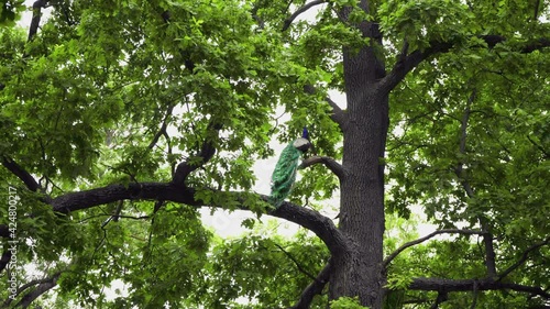 Peacocks on the tree. Peacocks climb a tree branch. Proud royal birds in nature. Birds with huge tails and colorful feathers. Wild nature. The inhabitants of the zoo.	
