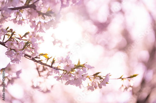 朝日に照らされ輝く満開の桜