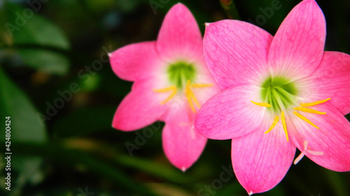 closeup of a beautiful pink flower