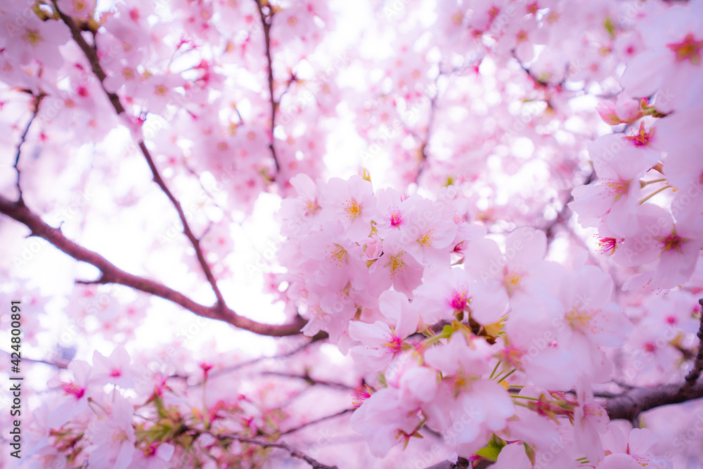 東京の桜 東京の桜