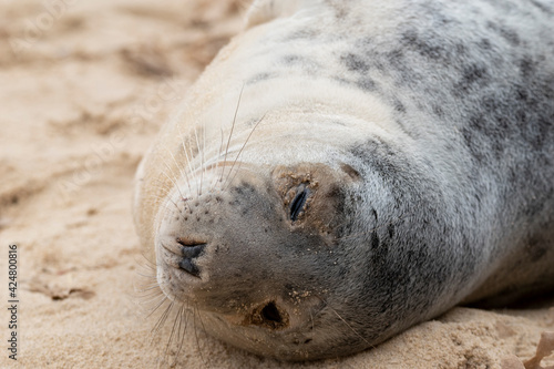 Adorable grey seal pup on the beach at Horsey Gap, Norfolk, during spring/winter 2021
