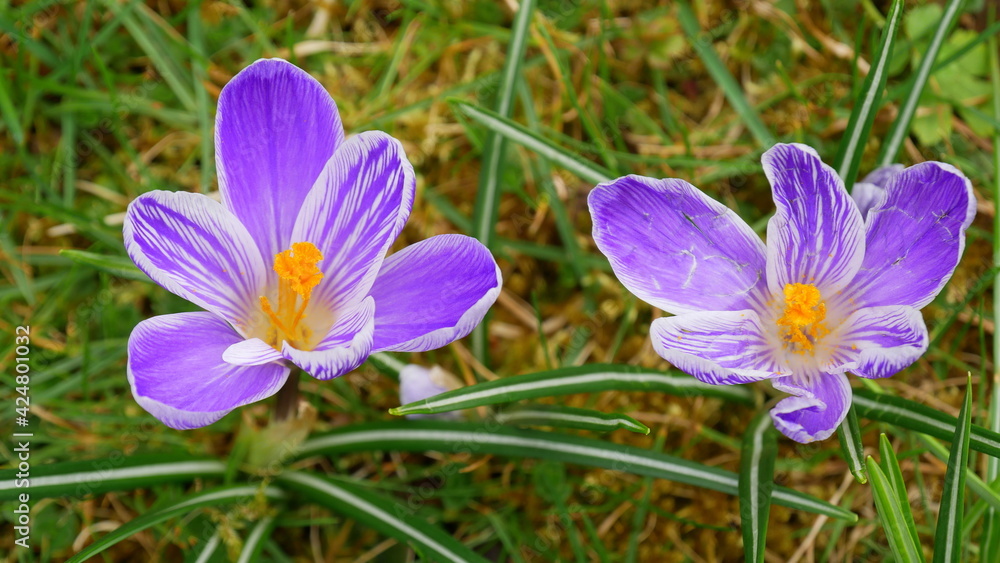 Krokusse Krokusse