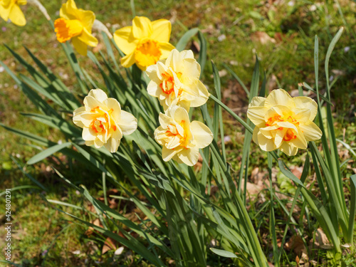 Narcissus X hybridus | Fleurs de narcisses à inflorescence double et bicolore au coeur à couronne segmentée de rouge orangé entre des pétales jaune or au sommet de tiges linéaires vert moyen