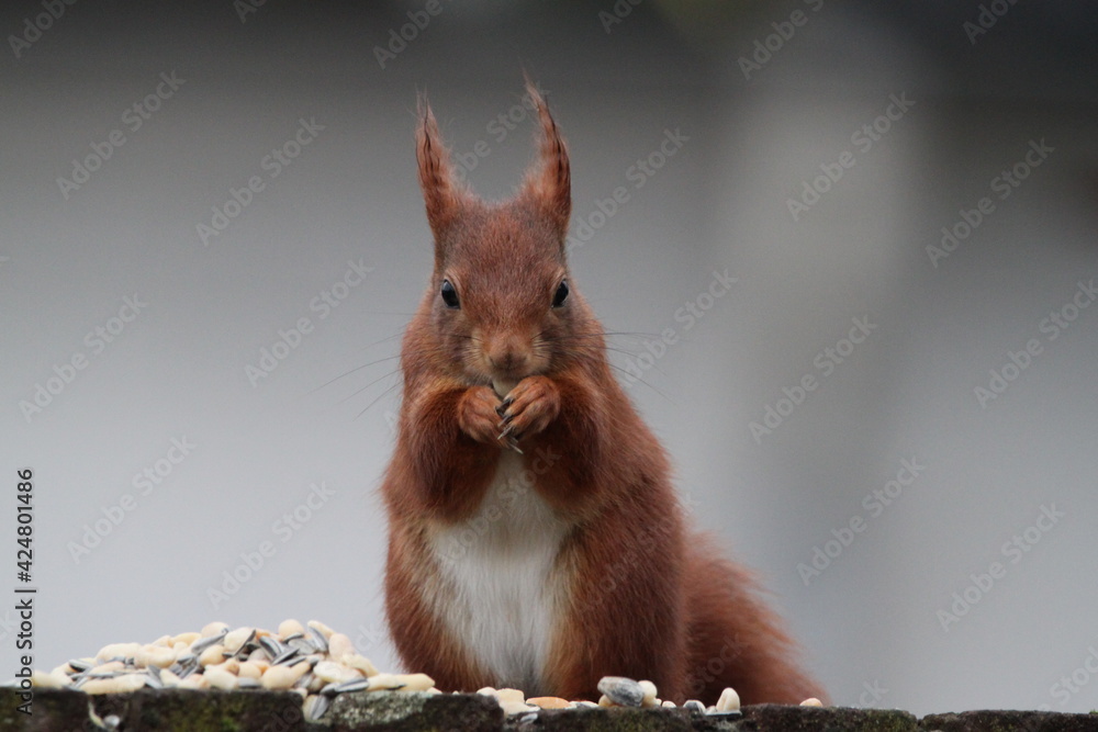 Red squirrel in an urban environment Red squirrel in an urban environment