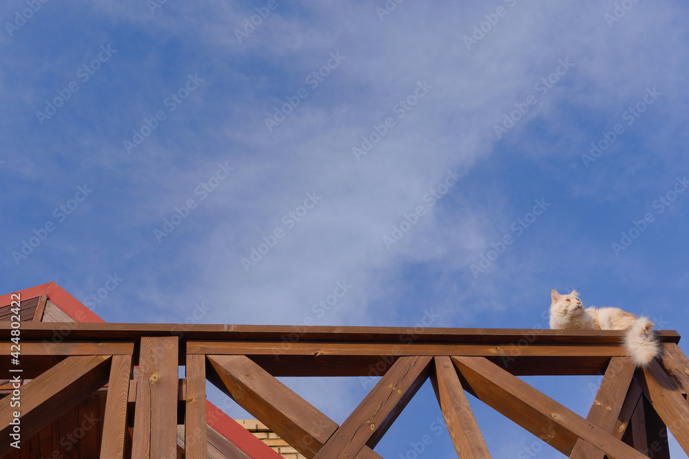 Obraz premium Young cat Maine Coon on a wooden balustrade balcony on the countryside