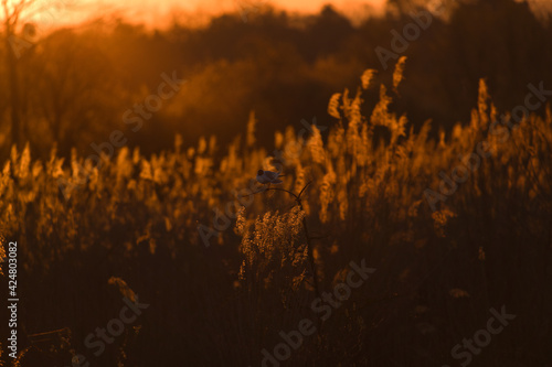Dry reed thicket and birds by a lake illuminated by the morning sun