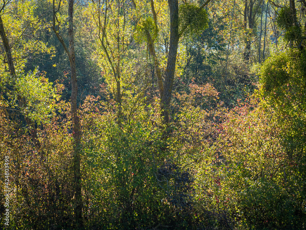 paysage d'automne à la Base de Loisirs de Verneuil-sur-Seine dans les Yvelines en France