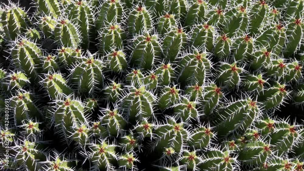 4K HD video panning across Mammillaria lindsayi, a solitary or cespitose cactus branching from base, sometime forming very large clumps up to 1 meter wide.
4K HD video panning across Mammillaria lindsayi, a solitary or cespitose cactus branching from base, sometime forming very large clumps up to 1 meter wide.