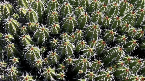 4K HD video panning across Mammillaria lindsayi, a solitary or cespitose cactus branching from base, sometime forming very large clumps up to 1 meter wide.
 photo
