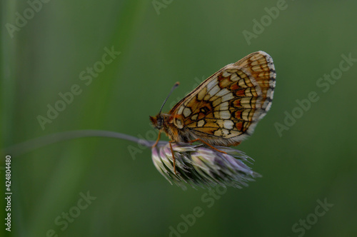 Boloria dia, Weaver's Fritillary butterly close up in nature