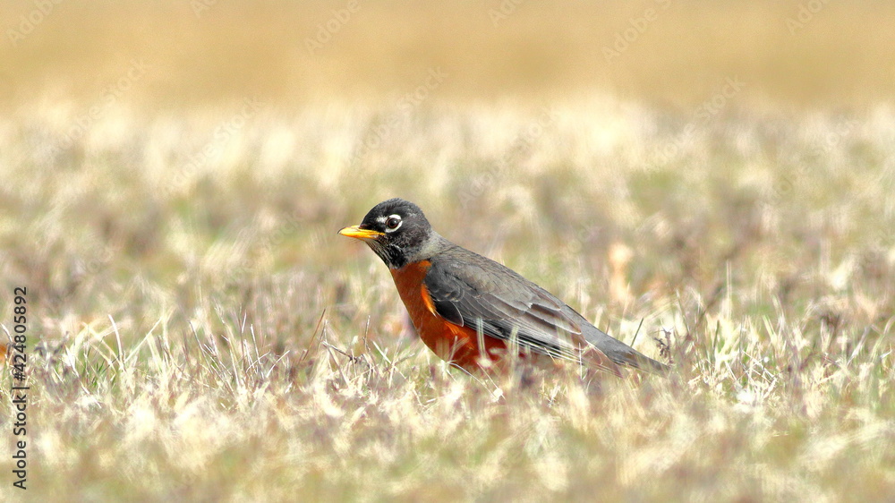 American Robin American Robin