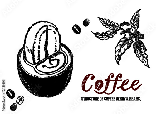 コーヒーチェリーとコーヒー豆の構造イラスト。中身の説明イラスト。