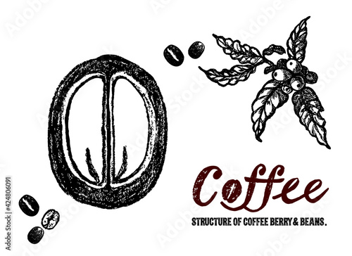 コーヒーチェリーとコーヒー豆の構造イラスト。中身の説明イラスト。