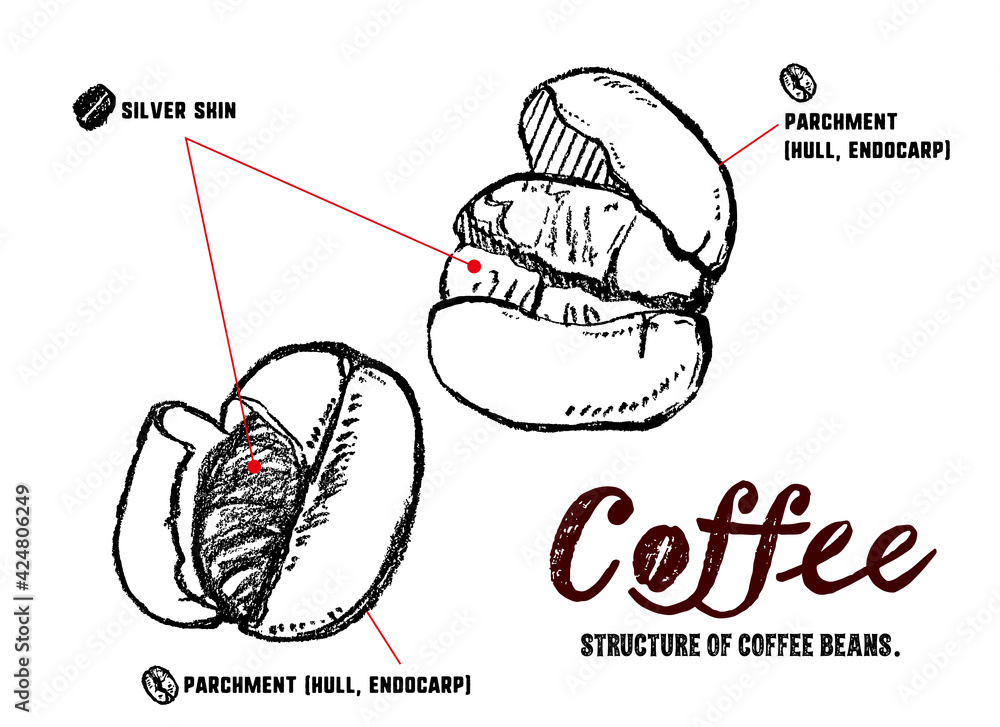 コーヒー豆の構造の説明イラスト パーチメントとシルバースキンの図解 Stock Vector Adobe Stock