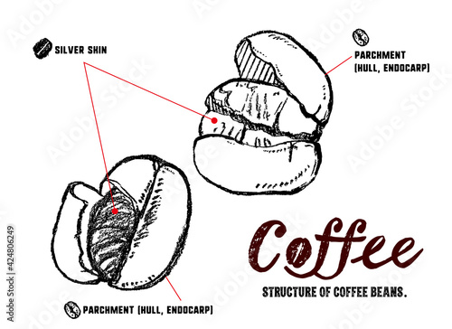 コーヒー豆の構造の説明イラスト。パーチメントとシルバースキンの図解。