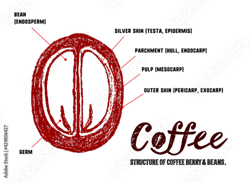 コーヒーチェリーとコーヒー豆の構造イラスト。中身の説明イラスト。