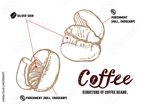 コーヒー豆の構造の説明イラスト。パーチメントとシルバースキンの図解。