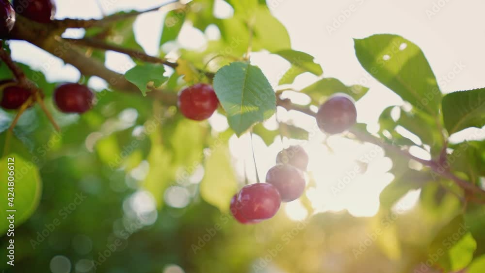 The great harvest of mellow cherries. A ray of sun through the branches of the cherry. Horticulture. Ripe cherries hanging on a cherry tree branch. Picking cherries. Organic fresh fruits in the garden The great harvest of mellow cherries. A ray of sun through the branches of the cherry. Horticulture. Ripe cherries hanging on a cherry tree branch. Picking cherries. Organic fresh fruits in the garden