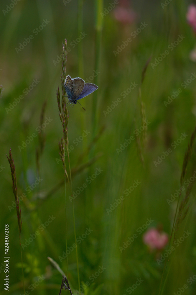 Common blue butterfly on a pink flower closed wings Common blue butterfly on a pink flower closed wings