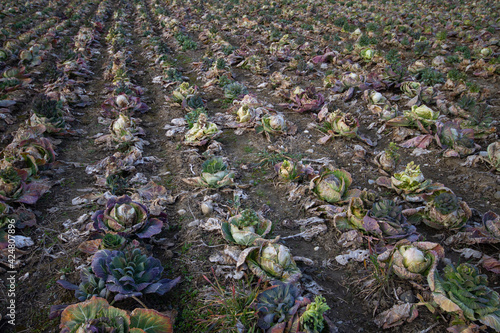Wallpaper Mural heads of old cabbage in the spring Torontodigital.ca