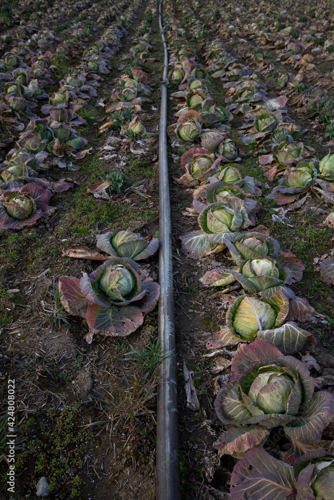 custom made wallpaper toronto digitalheads of old cabbage in the spring