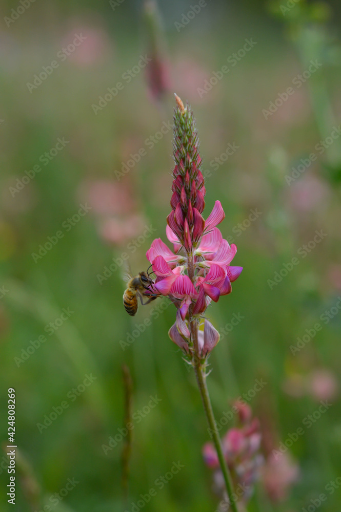 Bee working on a pink wildflower in nature close up Bee working on a pink wildflower in nature close up