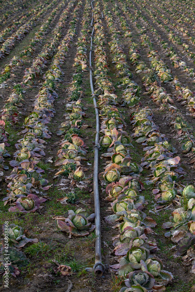custom made wallpaper toronto digitalheads of old cabbage in the spring