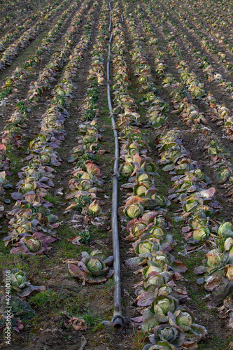 Wallpaper Mural heads of old cabbage in the spring Torontodigital.ca