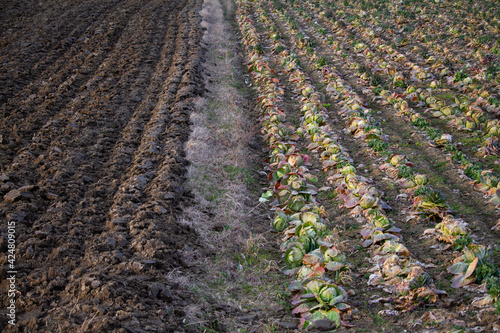 Wallpaper Mural heads of old cabbage in the spring Torontodigital.ca
