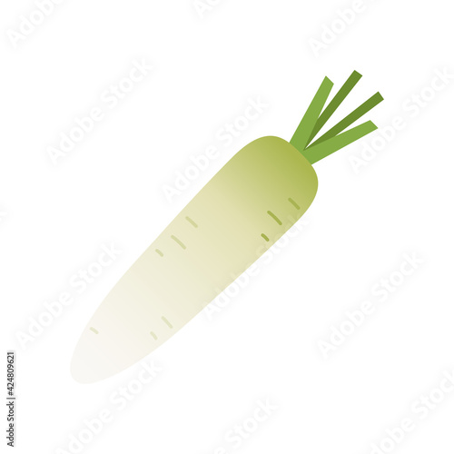Radish on white background. Radish vector.