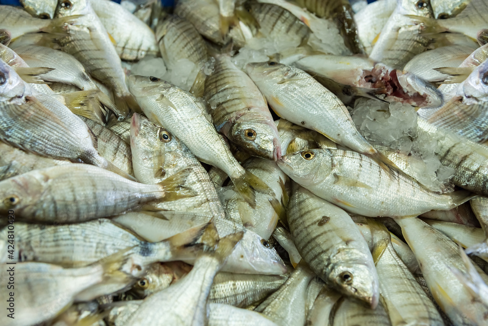 Fototapeta premium Fresh fish. Seafood market