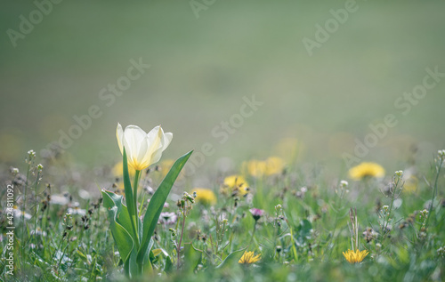 A tulip in the middle of a field of dandelion flowers