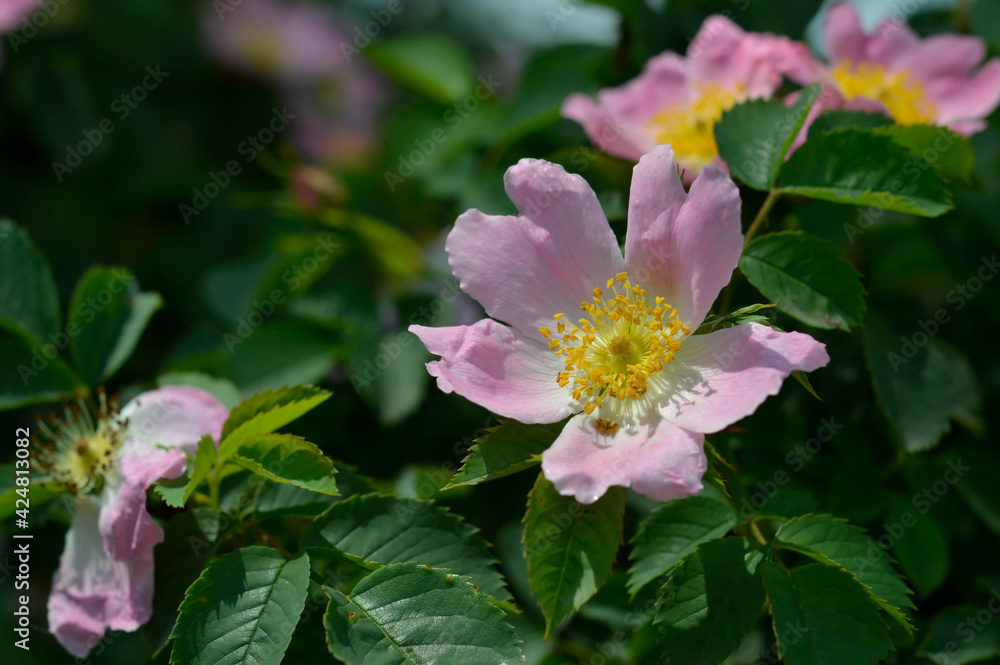 Flowers of dog rose rosehip growing in nature Flowers of dog rose rosehip growing in nature