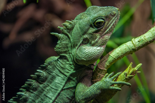 A Chinese water dragon resting on branch.